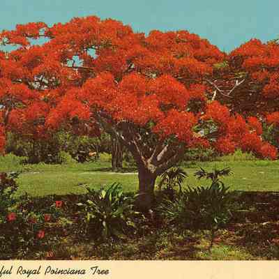 Florida's Beautiful Royal Poinciana Tree