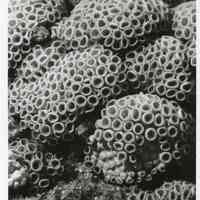 Great Star Coral