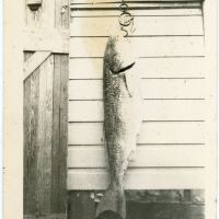 Hanging Fish