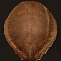 Atlantic Green Sea Turtle Shell