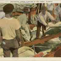 Unloading Green Turtles at Key West