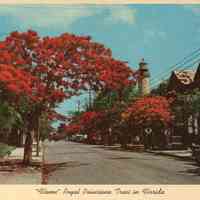          Flame Royal Poinciana Trees in Florida; © Key West Art & Historical Society
   