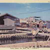 Turtle Crawls, Key West, Florida