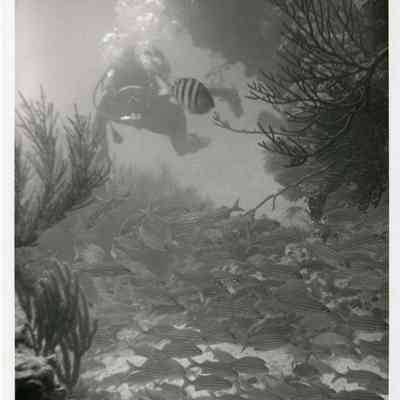 Underwater Reef Scene