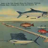 Fish Caught Along the Overseas Highway