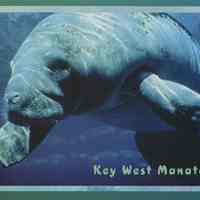 Key West Manatee