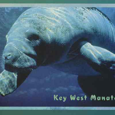 Key West Manatee