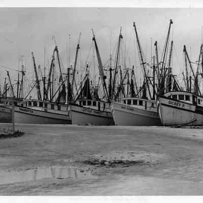 Shrimp Fleet in Key West Bight