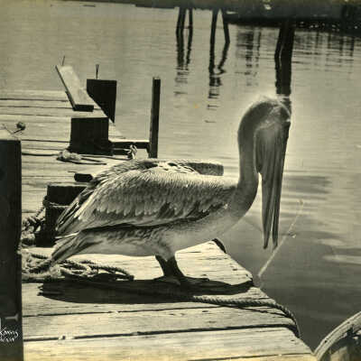 Pelican on Dock