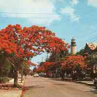 Royal Poinciana Trees