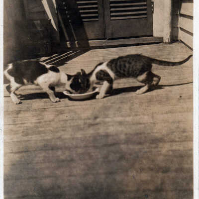 Two Cats Named Eggs and Ham