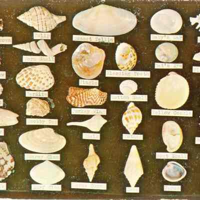 Florida Sea Shells