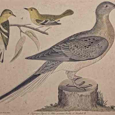 Passenger Pigeon - Blue Mountain Warbler