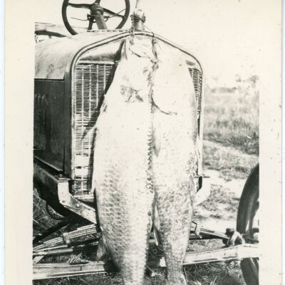 Two (2) Fish on Car Grill