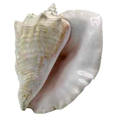 Conch Shell