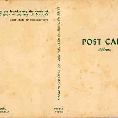 Florida Sea Shells: © Key West Art & Historical Society