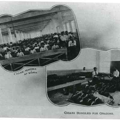 Cigar Making Process