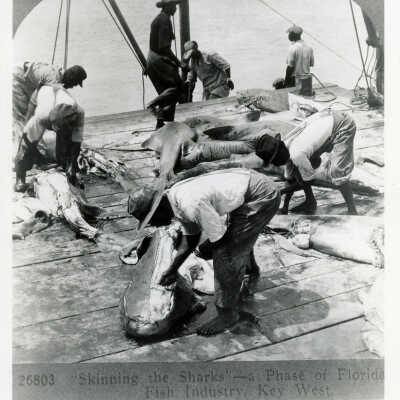 Shark Skinning on Wisteria Island