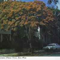 Royal Poinciana (Flame Tree), Key West