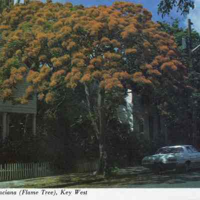 Royal Poinciana (Flame Tree), Key West