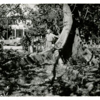 Kapok Tree