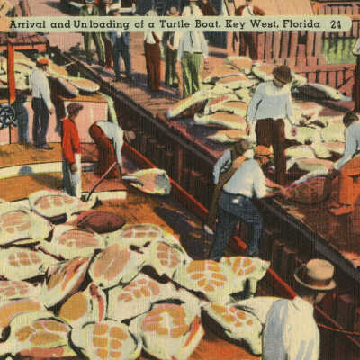 Arrival and Unloading of a Turtle Boat, Key West, Florida