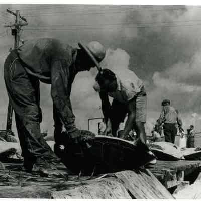 Turtles on Key West Bight Dock