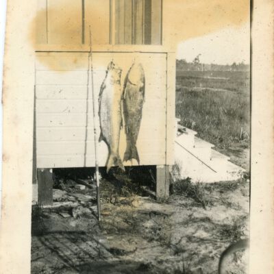 Two (2) Hanging Fish