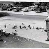 Key West Fireman Feeding Pigeons