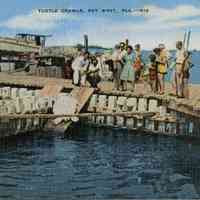 Turtle Crawls, Key West, Florida