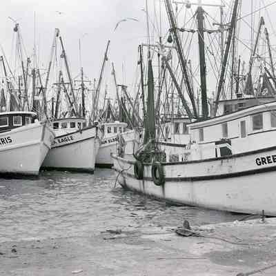 Shrimp Boats in Key West Bight