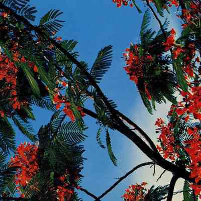 Royal Poinciana