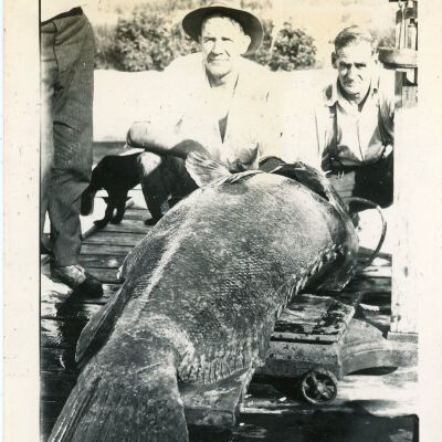 Three Men with a Goliath Grouper