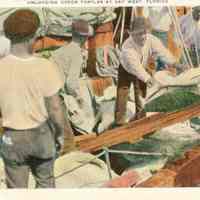 Unloading Green Turtles at Key West, Florida