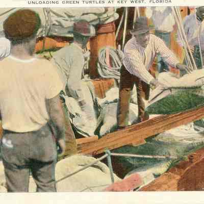 Unloading Green Turtles at Key West, Florida