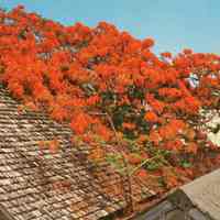 Royal Poinciana Tree in Bloom
