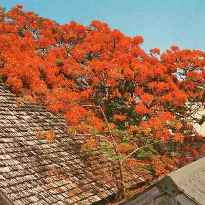 Royal Poinciana Tree in Bloom