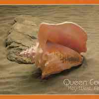 Queen Conch, Key West, Florida