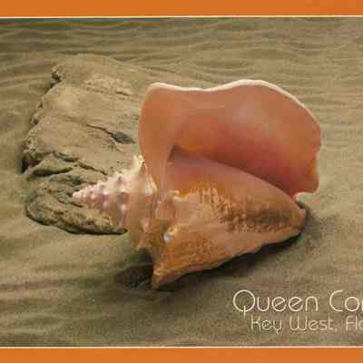 Queen Conch, Key West, Florida