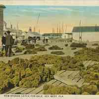 Sponge Catch Key West