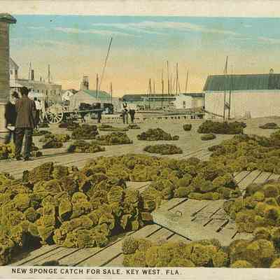 Sponge Catch Key West