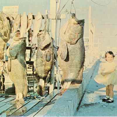 Giant Jewfish Catch