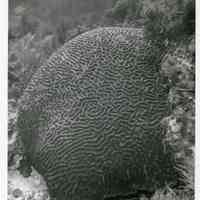 Brain Coral