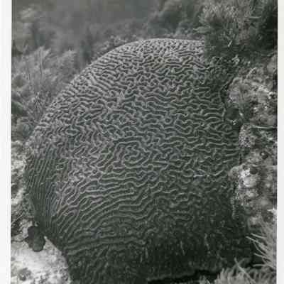 Brain Coral