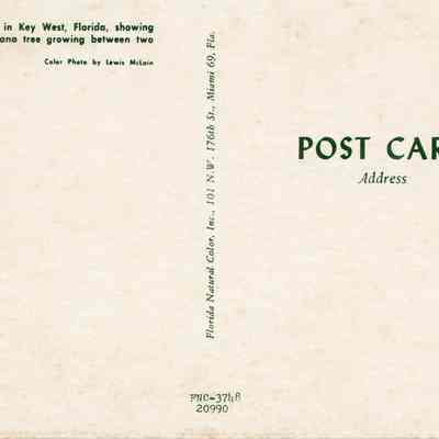 Royal Poinciana Tree in Bloom: © Key West Art & Historical Society