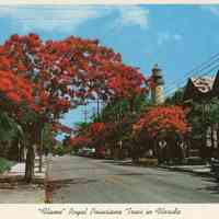 "Flame" Royal Poinciana Trees in Florida