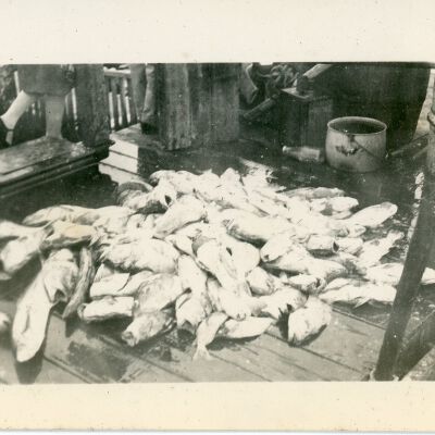 Pile of Fish on the Docks