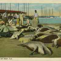 Turtle Catch , Key West, Florida