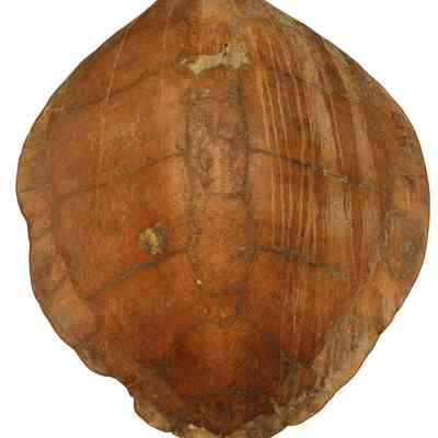 Atlantic Loggerhead Sea Turtle Shell