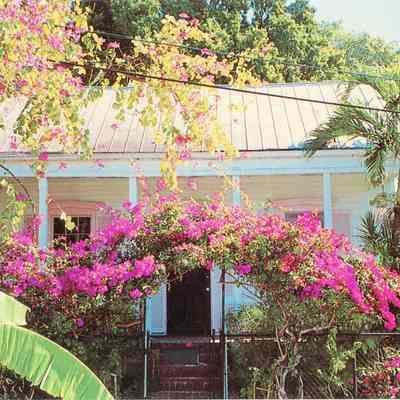 A Splash of Bougainvillea